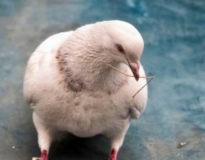 Liha tuvi tööstus on üks uutest eriline kodulinnutööstus