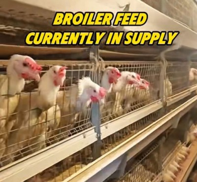 Broiler sööt praegu tarnimisel