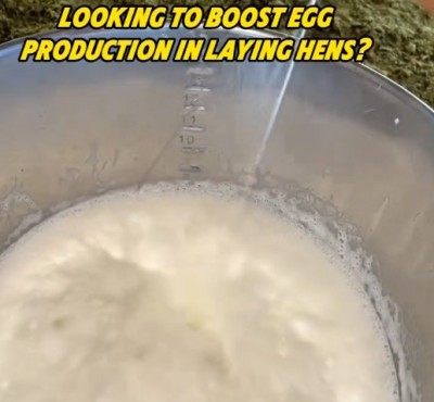 Kas soovite suurendada munade tootmist kanadel?